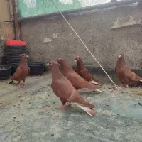 کبوتر زرد و سرخ دم سفید