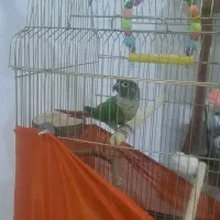 گرینچیک ۸ماهه