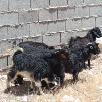 کهره نر