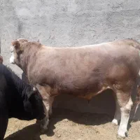 نر .ماده .چاق