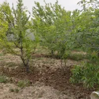 چهار دیواری 500 متر دو نبش