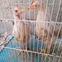 جوجه رنگی ، کبوتر مفت