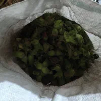 فندق