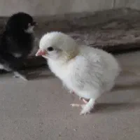 جوجه برهما اصل