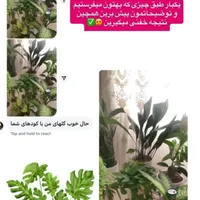 قرص کود گل و گیاه مناسب برای انواع گل و گیاه|گل و گیاه طبیعی|رشت, بلوار گیلان|دیوار
