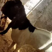 یک عدد نر بز درجه یک بفروش میرسد