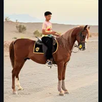 اسب مصری دو سر