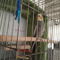 عروس هلندی نر