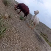 میش بردار