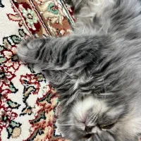گربه دوماه