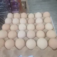 تخم مرغ دو زرده محلی
