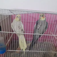 عروس هلندی