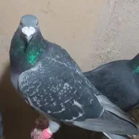 کبوتر|پرنده|مرودشت, دولت آباد|دیوار