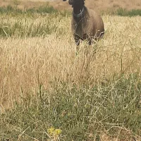 قوچ شال