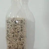 لوبیا