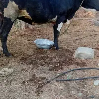 گاو هلشتن آبستن  ۸ماه