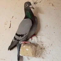 یک جفت سبز المانی