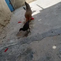 مرغ عربی به شرط تخم گذار وجوجه دو ماه