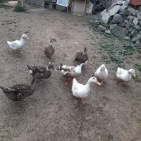 فروش اردک محلی تخم گذار