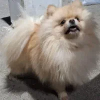 سگ پامرا جفت گیری