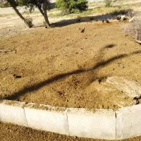 کود حیوانی