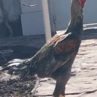 خروس و مرغ لاری