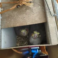 طوطی با جوجه و تخم