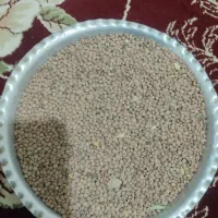 عدس