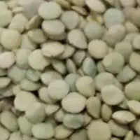 عدس بوجاری شده قره پوشلو