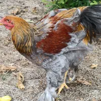 خروس برهما