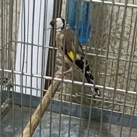 سهره بخون ابلغ