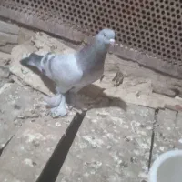 کبوتر ترکیه