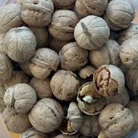 ۲۰۰ کیلو گردو درجه یک