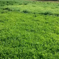 فروش سبزی خورشتی