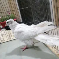 واگزار میشود