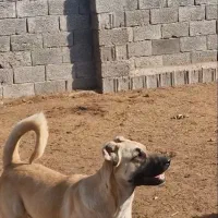 توله سگ سرابی