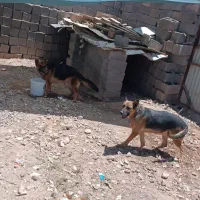 سگ نگهبان