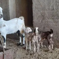 بز و تکه
