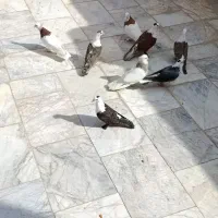 کفتر|پرنده|سراوان, |دیوار