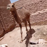 شتر فروش فورش