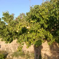 فروش گلابی اسپادانا