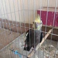 عروس هلندی نر