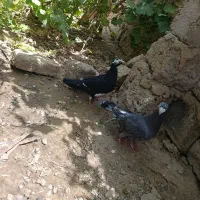 کبوتر|پرنده|زهک, |دیوار