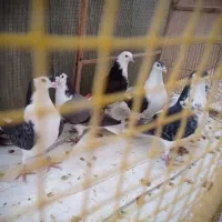 کبوتر دمگیر جوجه دمگیر شازده کله دمبی شکار