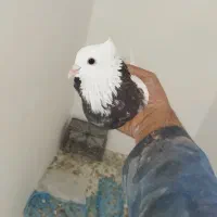 کبوتر