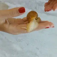 حلزون آچاتینا آلبینو (Albino Achatina fulica)