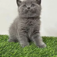 چک‌آپ کامل قبل از تحویل*/گربه. گلو
