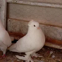 کفتر سفید بخارا