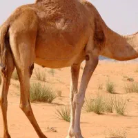 شتر نر
