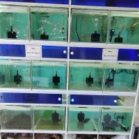 ۱۲ عدد اکواریوم لگنی ۶۰×۵۰×۴۰ دونه ای ۲۰۰ تومن